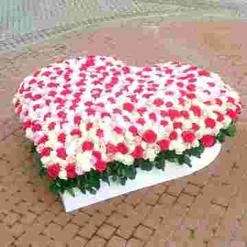 555 роза Heart в Красной Поляне