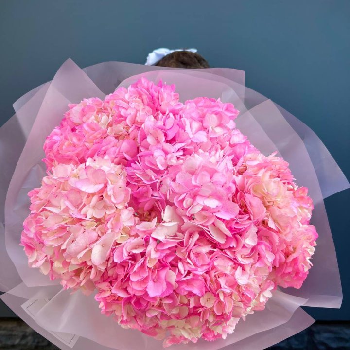 9 ярко розовых гортензий в Красной Поляне