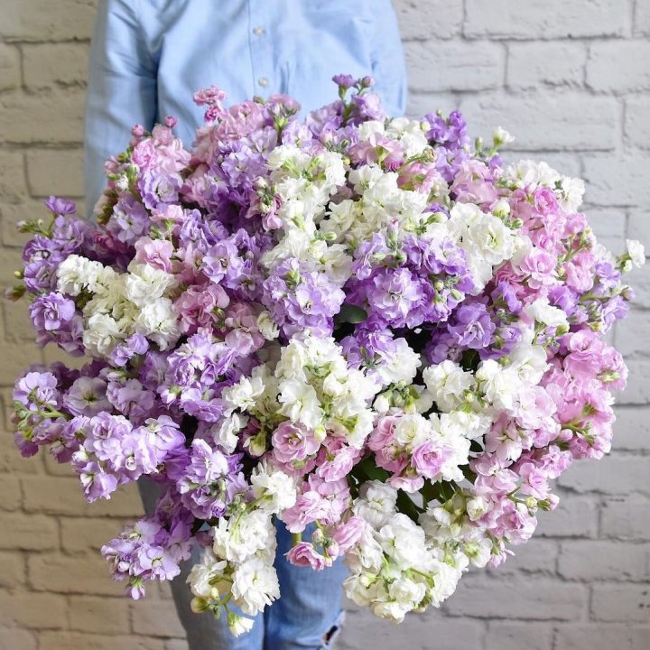 Облако маттиол в Красной Поляне