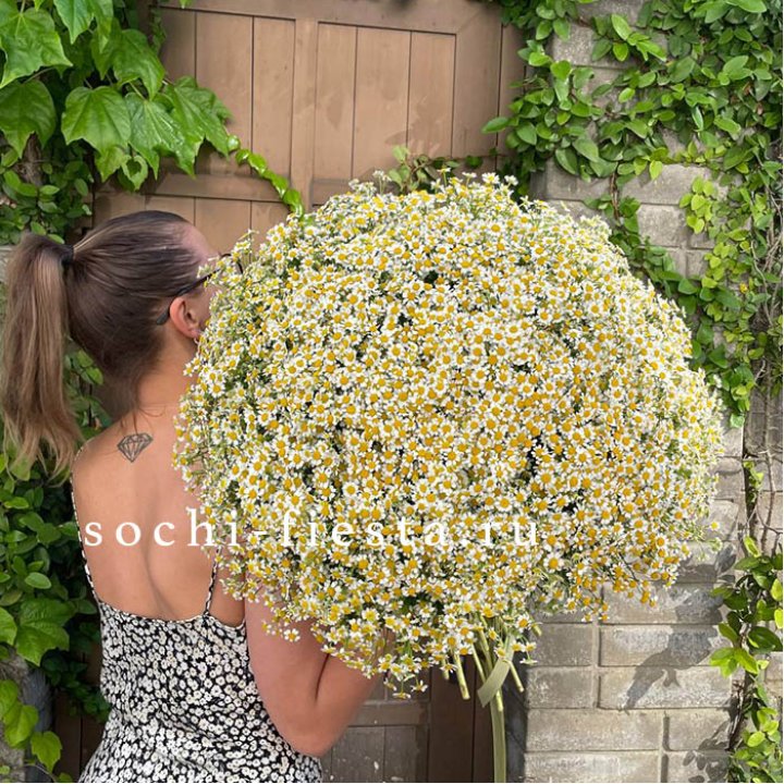 101 ромашка в Красной Поляне