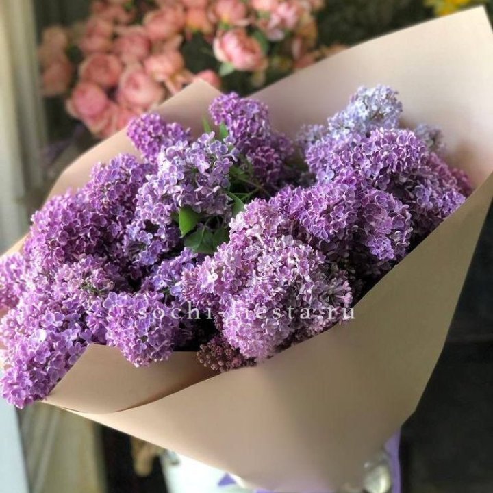 Букет сирени №2 в Красной Поляне