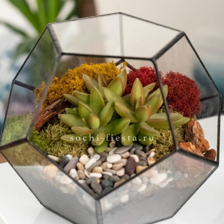 Флорариум “Додекаэдр” с суккулентом Седум в Красной Поляне