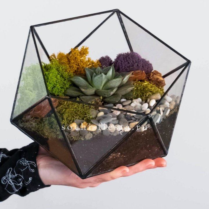 Флорариум “Икосаэдр” с суккулентом Каменная Роза в Красной Поляне