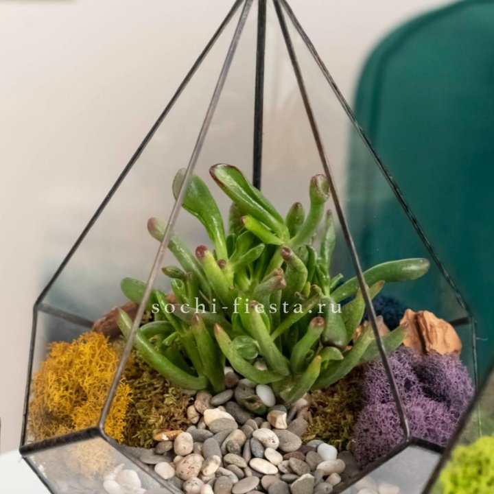 Флорариум “Капля” с суккулентом Крассула Хоббит в Красной Поляне