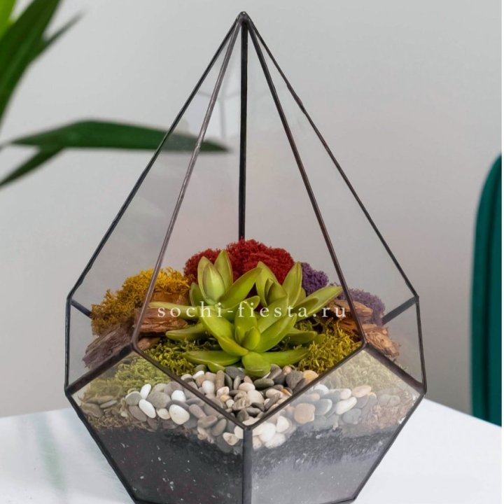 Флорариум Капля с суккулентом в Красной Поляне