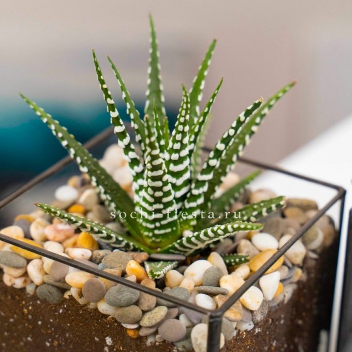 Флорариум Кубик с суккулентом Хавортия в Красной Поляне