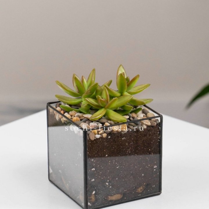 Флорариум Кубик с суккулентом Седум в Красной Поляне