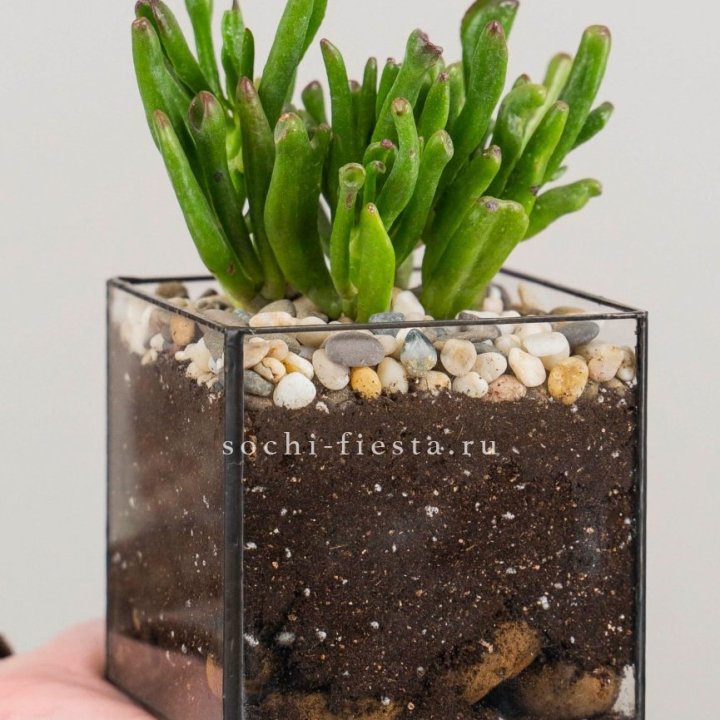 Флорариум Кубик с суккулентом Хоббит в Красной Поляне