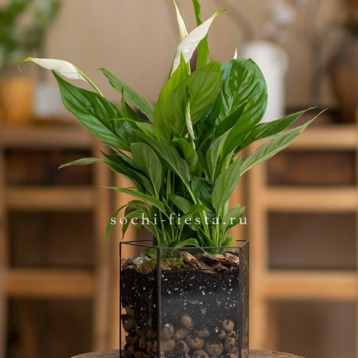 Спатифиллум в кашпо Пятиугольник в Красной Поляне