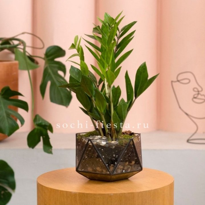 Замиокулькас в кашпо Икосаедр в Красной Поляне
