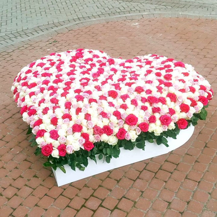 555 роза  в Красной Поляне