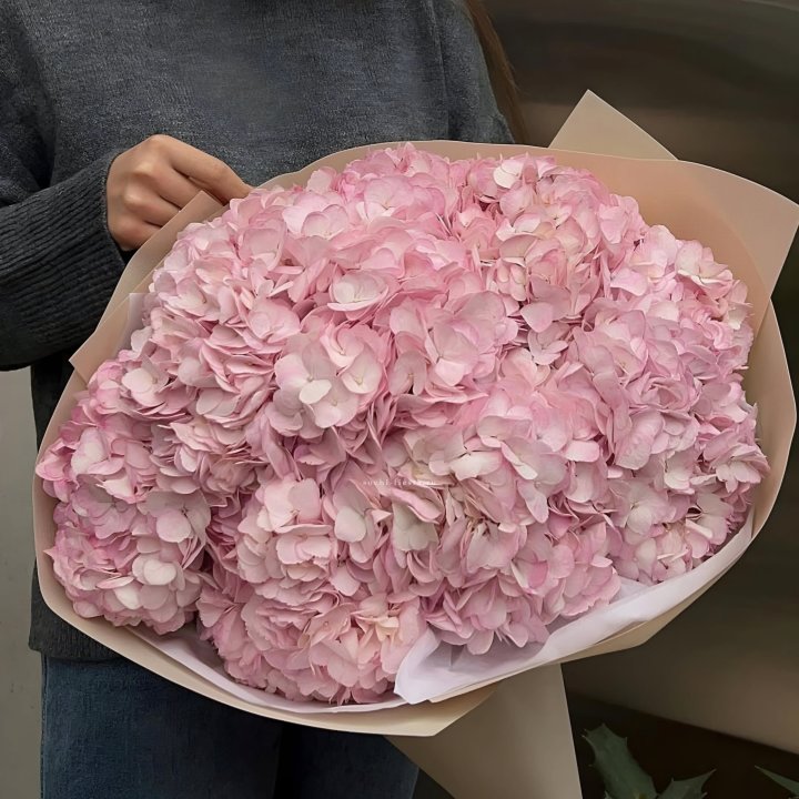 Гортензия  "Rose clouds" в Красной Поляне