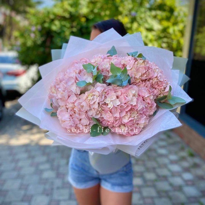 5 розовых гортензий Summer в Красной Поляне