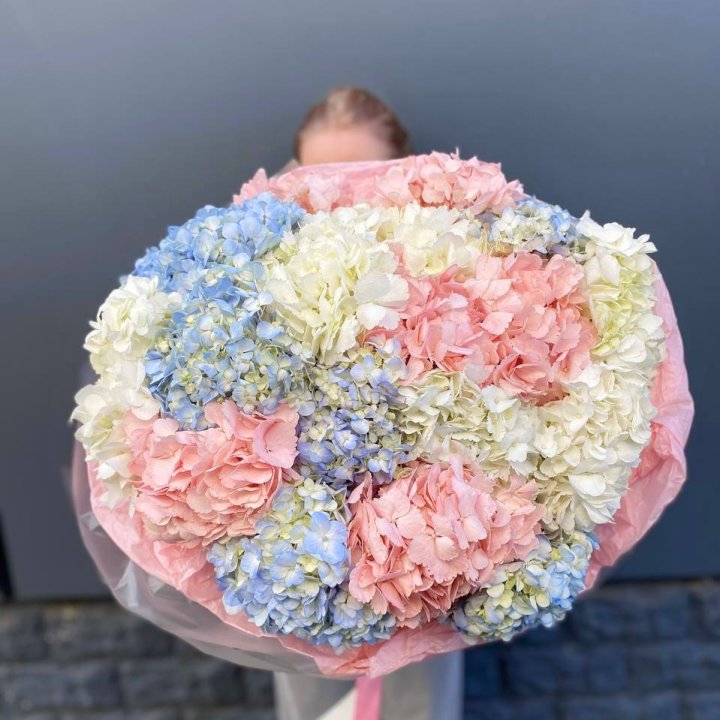 19 гортензий микс в Красной Поляне