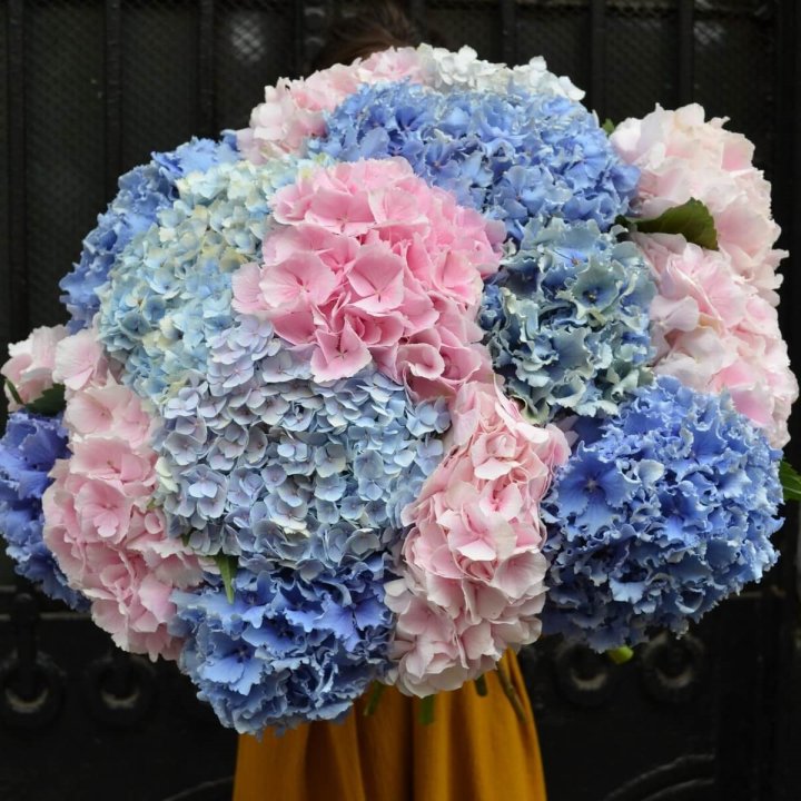 Букет гортензий Fountain в Красной Поляне
