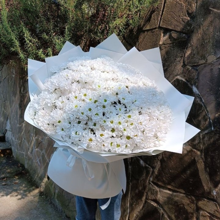 Облако хризантем №2 в Красной Поляне