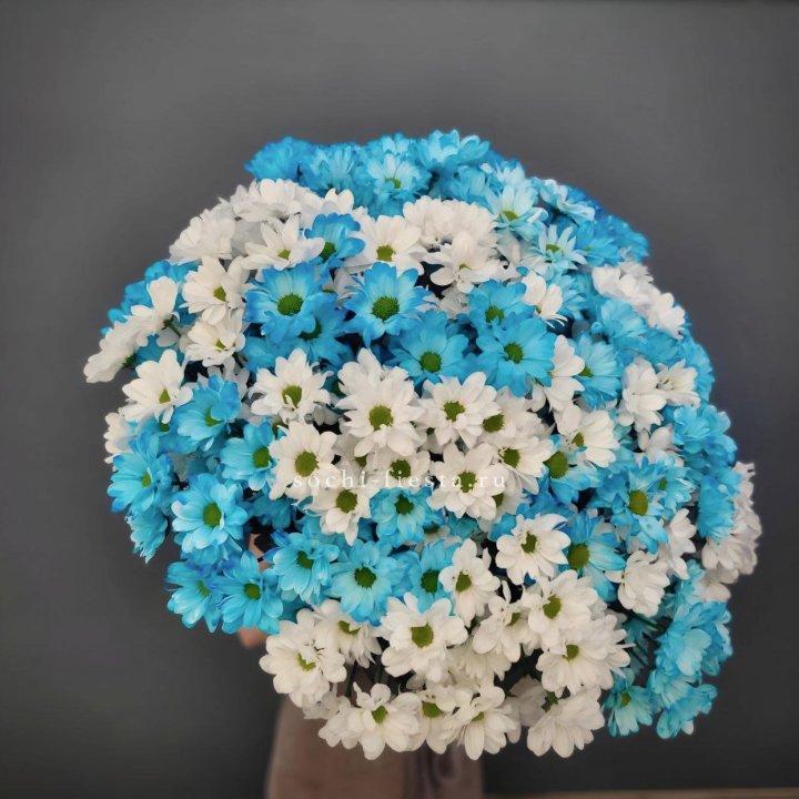  Букет хризантем микс в Красной Поляне