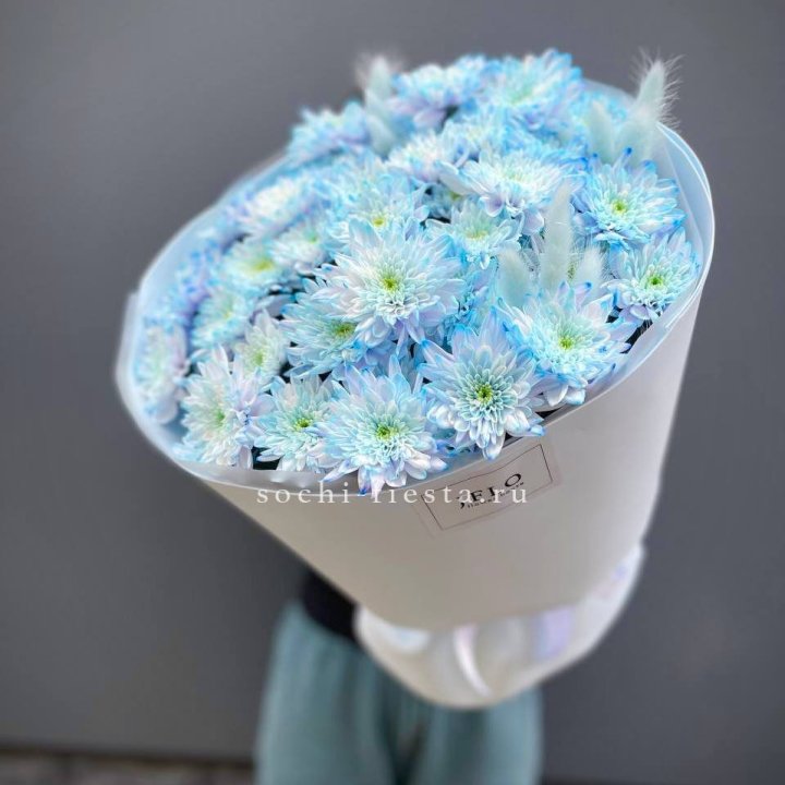  Букет нежно-голубых хризантем  в Красной Поляне