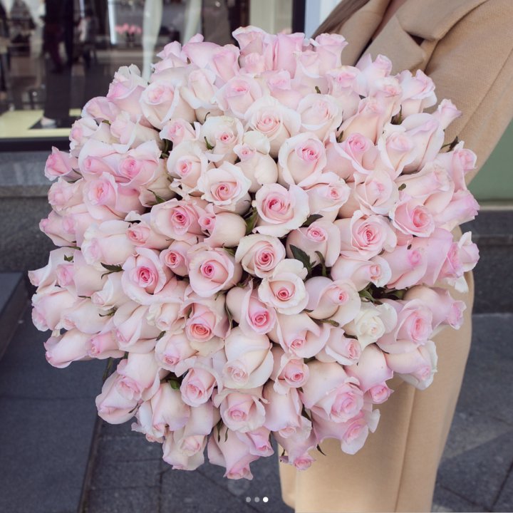 Розы "Пинк бум" в Красной Поляне