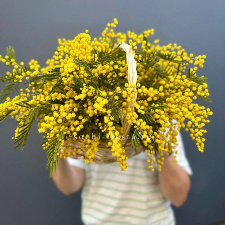 Весенняя корзина мимозы с доставкой в Красной Поляне