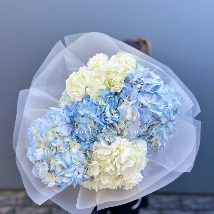 5 бело голубых гортензий в Красной Поляне