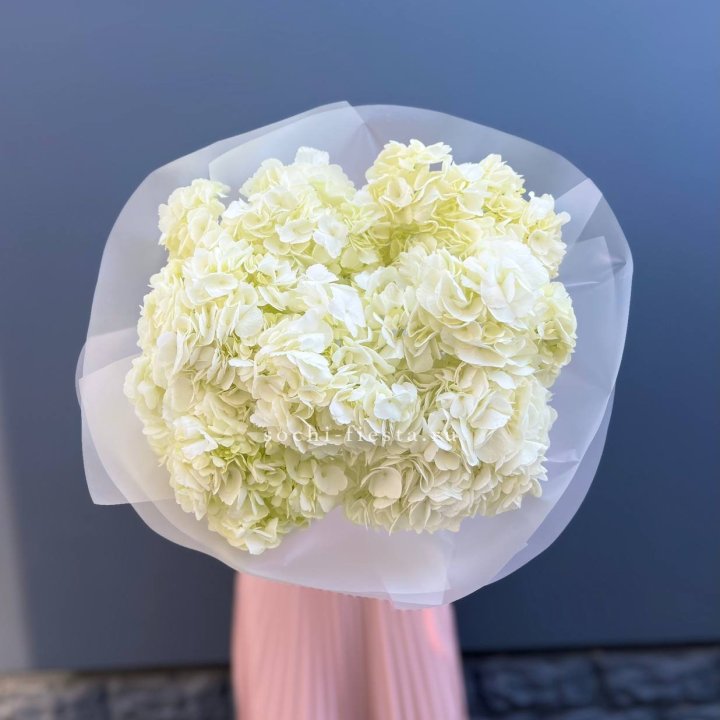 7 белых гортензий в Красной Поляне