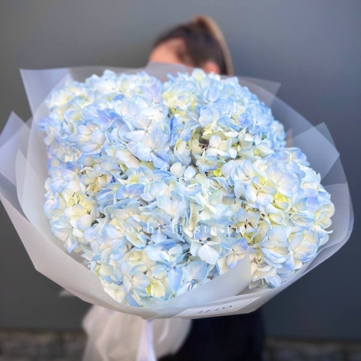 5 голубых гортензий в Красной Поляне