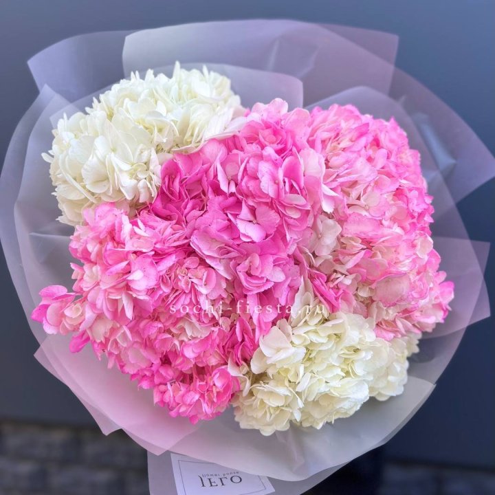 5 бело розовых гортензий в Красной Поляне