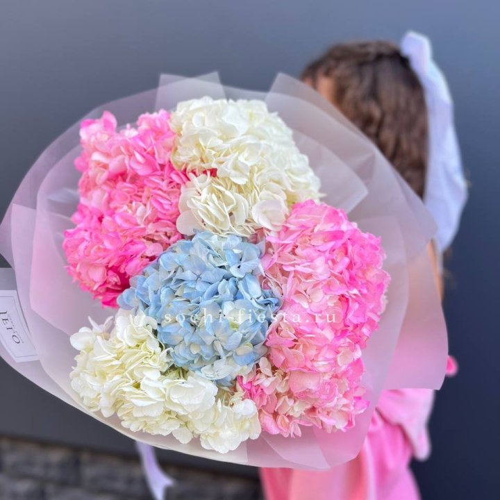 7 гортензий микс в Красной Поляне