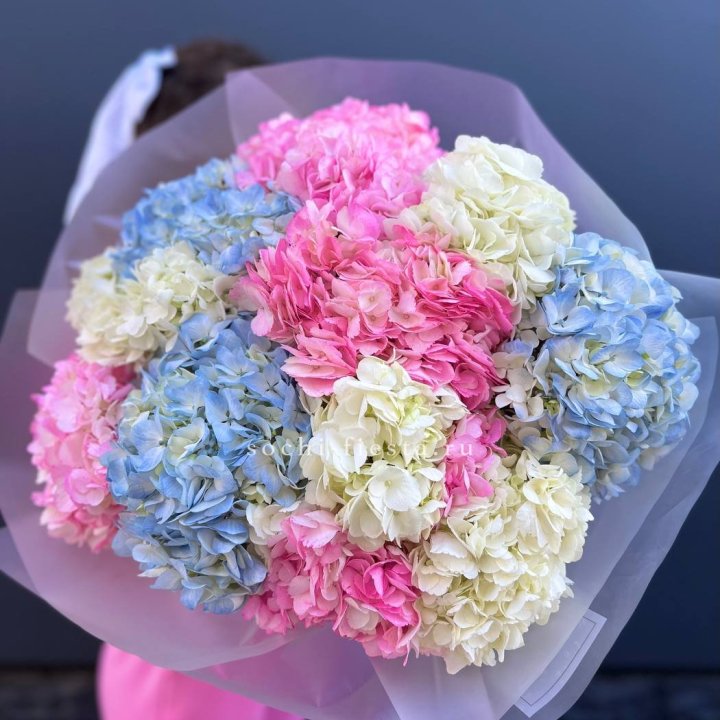 11 гортензий микс в Красной Поляне