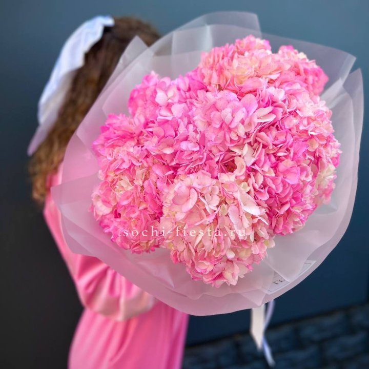 9 ярко розовых гортензий в Красной Поляне