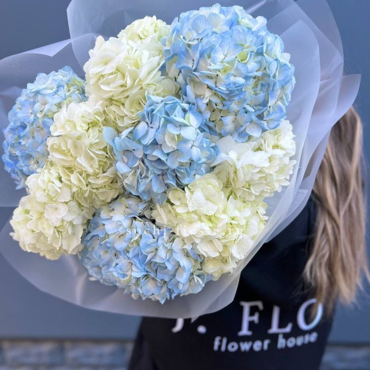 9 бело голубых гортензий в Красной Поляне