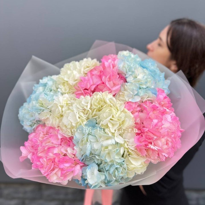 9 гортензий микс в Красной Поляне