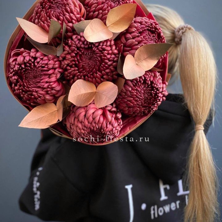 Хризантемы Gold Chocolate в Красной Поляне