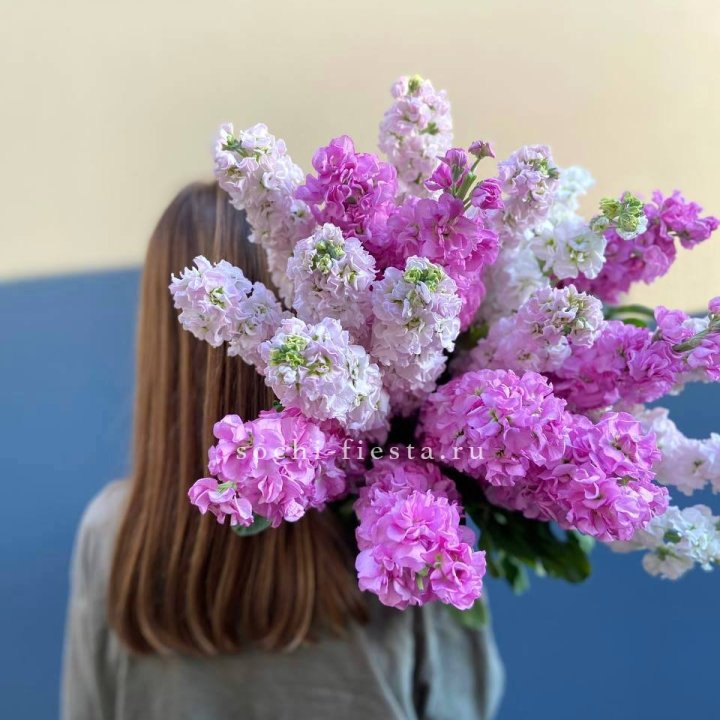 Охапка Маттиолы в Красной Поляне