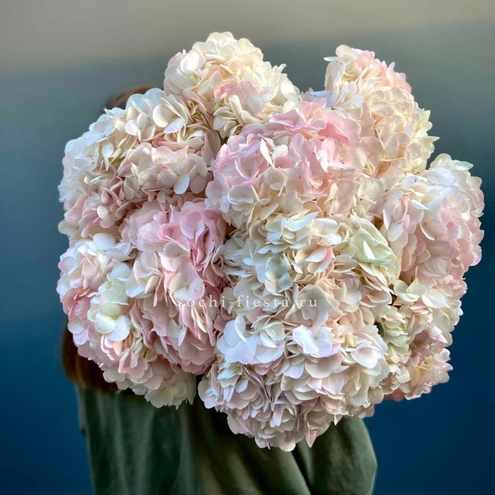 Охапка Розовой Гортензии в Красной Поляне