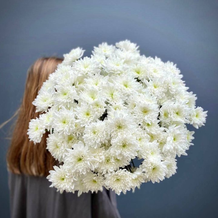 Охапка Хризантемы кустовой в Красной Поляне