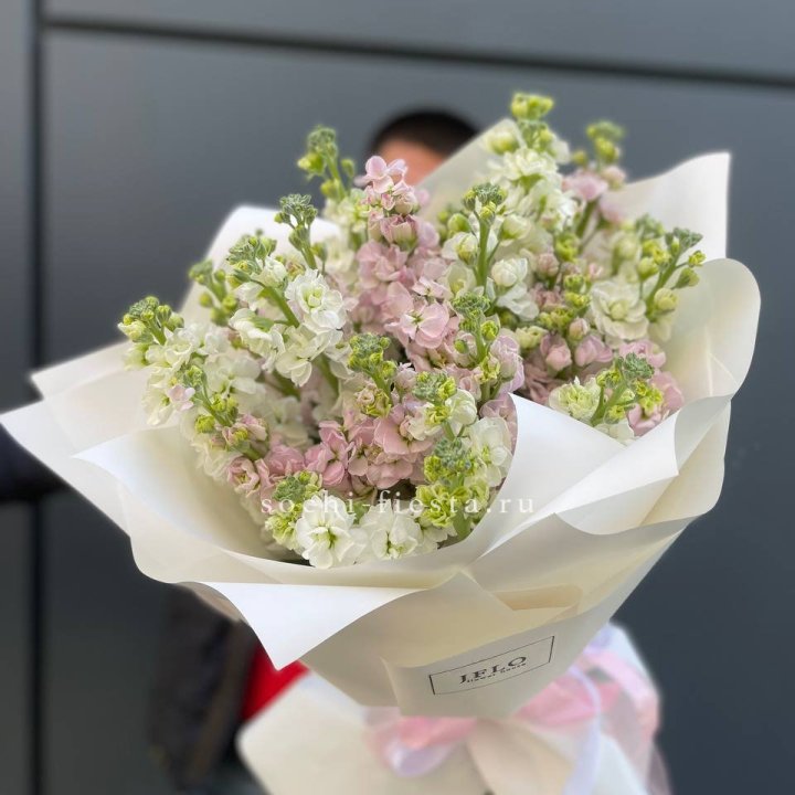 29 маттиол  в Красной Поляне