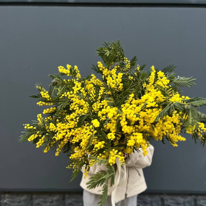 Охопка мимозы в Красной Поляне