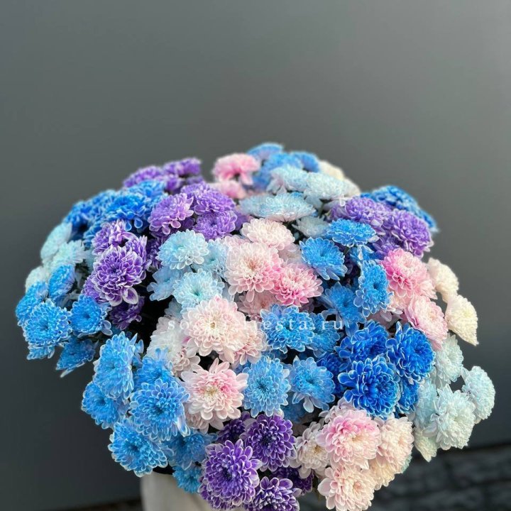 25 цветных хризантем в Красной Поляне