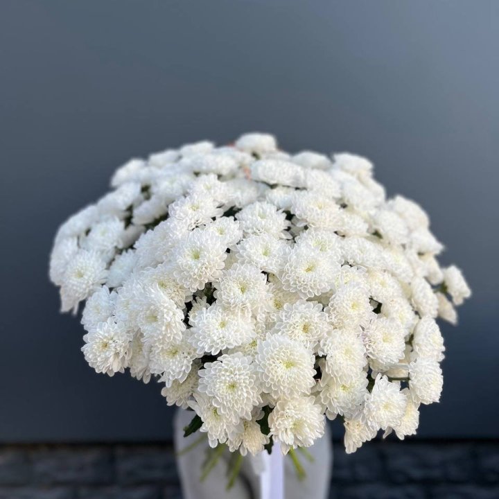  25 хризантем белых в Красной Поляне