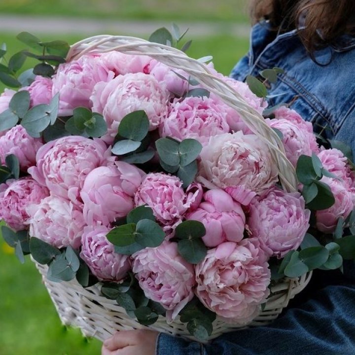 51 пион в корзине в Красной Поляне