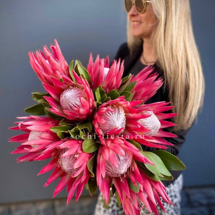 Протея штучно в Красной Поляне