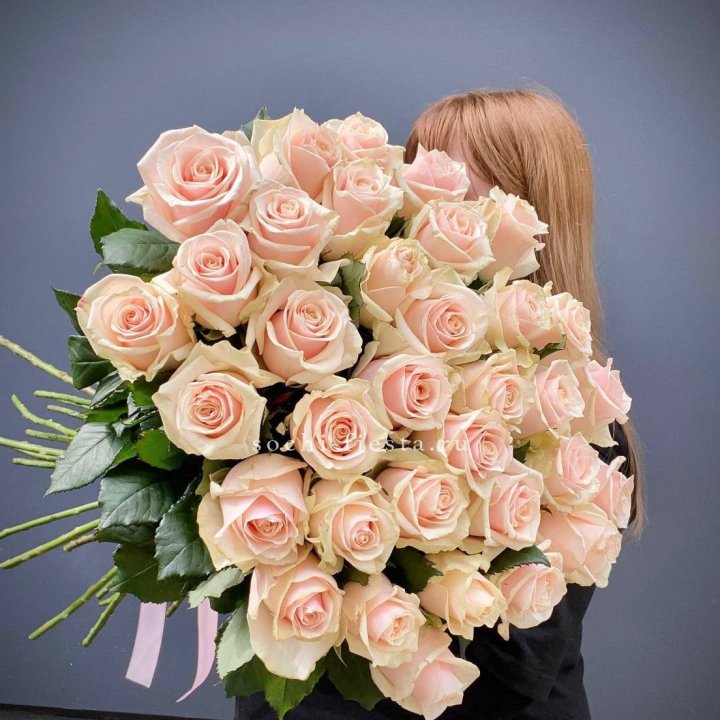 35 кремовых высоких роз в Красной Поляне