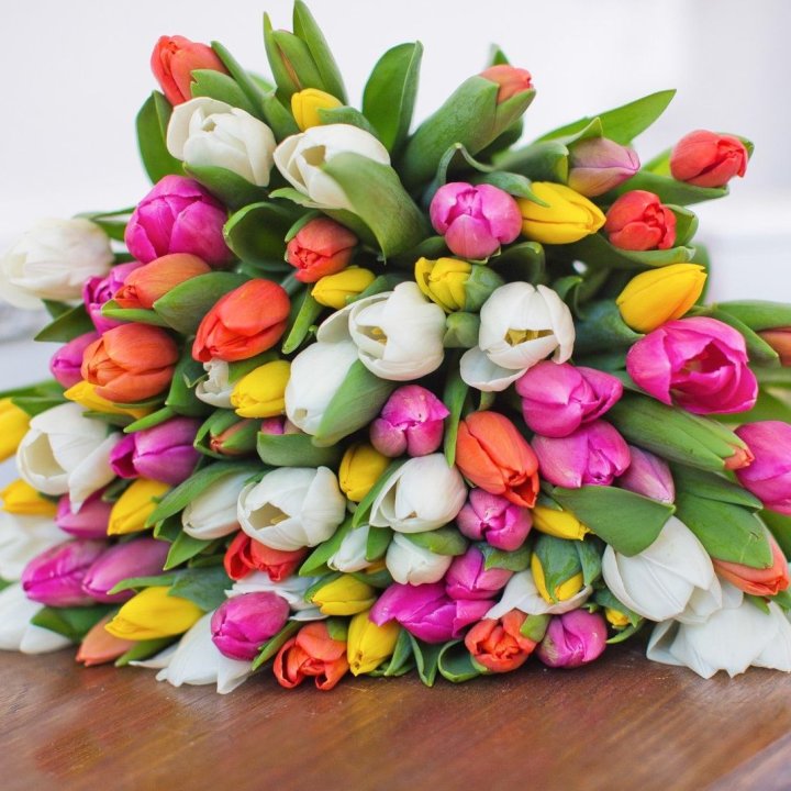 79 тюльпанов "Рандом" в Красной Поляне