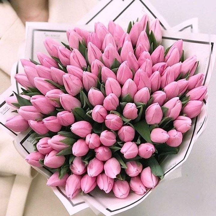 101 розовый тюльпан в белом в Красной Поляне