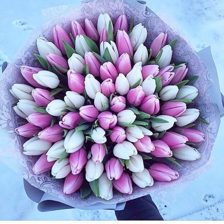 101 тюльпан "Лолипоп" в Красной Поляне