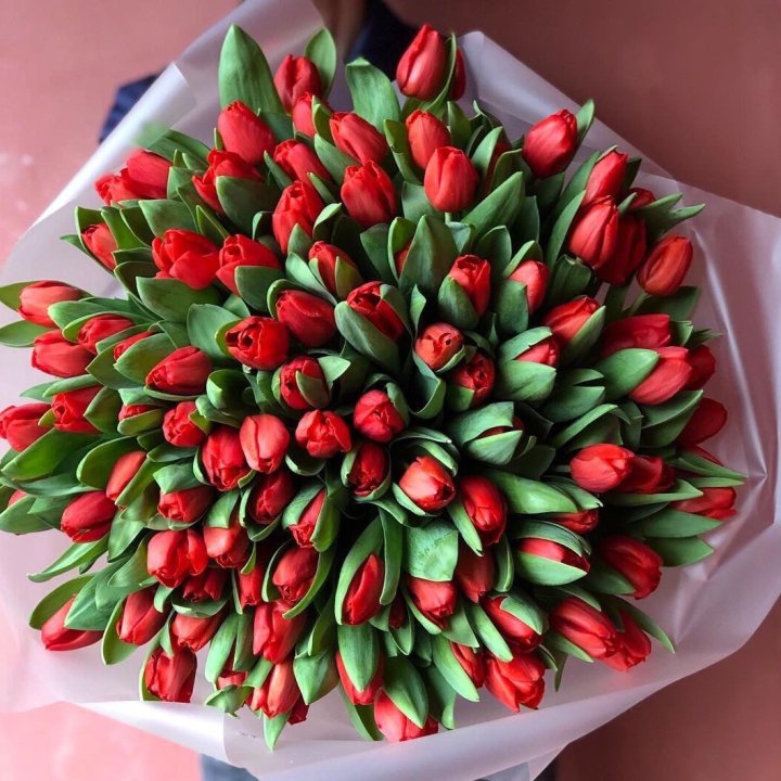 101 красный тюльпан в Красной Поляне